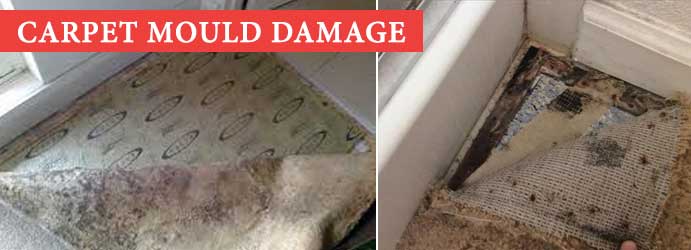 Carpet Mould Damage Kingston