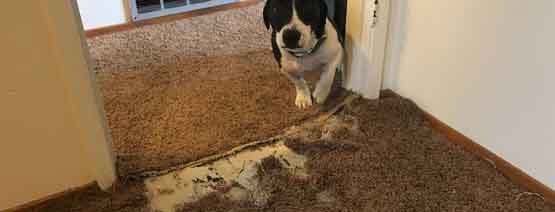 Carpet Pet Damage Repair Gorrie