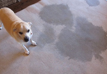 Carpet Sanitisation Services Dobies Bight